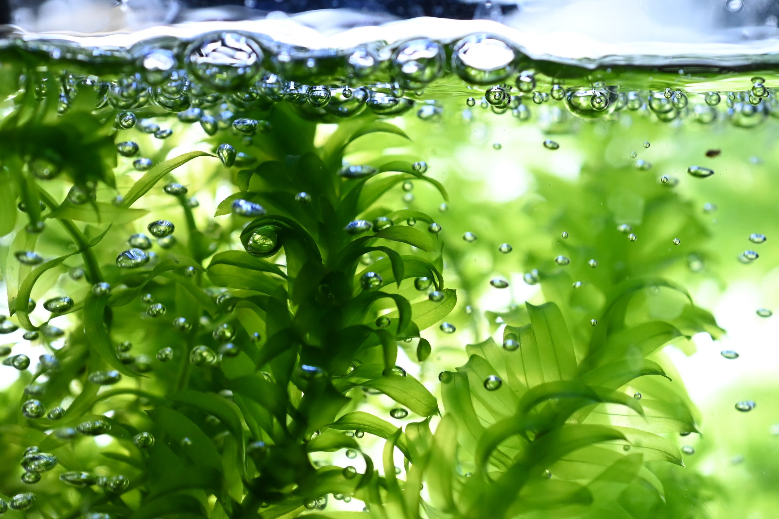 Waterplant at the interface