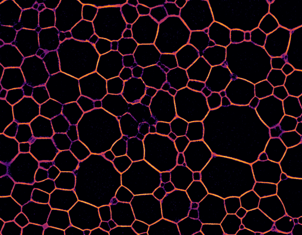 Complex Fluids – Soft Matter Group